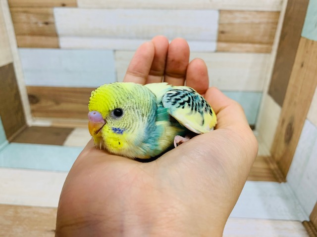 なんとも不思議な色合い。。セキセイインコ（オパーリンクリームパイド）！！