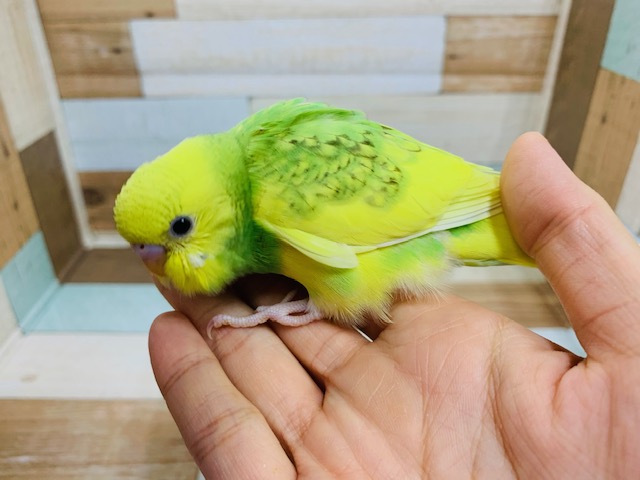 かけっこ大好き！セキセイインコ（スパングルパイド）～～