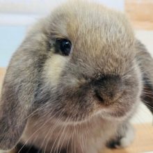 ぺちゃ鼻のホーランドロップが来ました♪