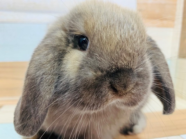 ぺちゃ鼻のホーランドロップが来ました♪