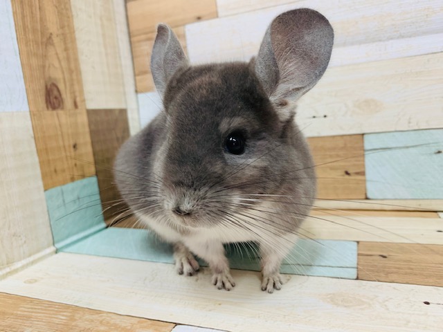 美人なチンチラ(バイオレット)ちゃん♪