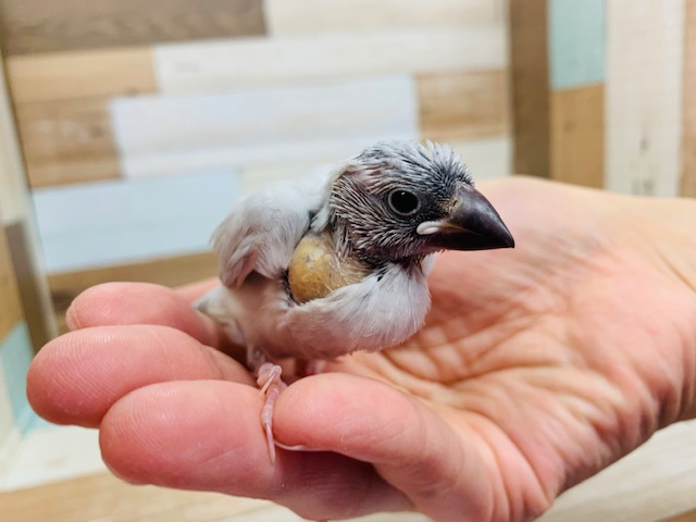 小さいけど羽ばたきは強い！シルバー文鳥さん♪