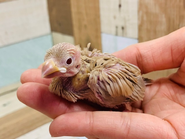 ひなひなのシナモン文鳥さんいます！