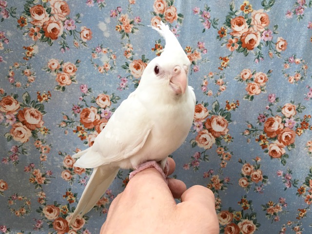オカメインコ（ピュアホワイト）　２０２０年１０月生まれ　
