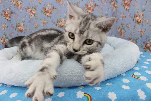 遊ぶの大好き！アメリカンショートヘアー・男の子！