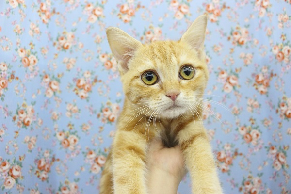 甘ったれにゃんこ！アメリカンショートヘアー・男の子！