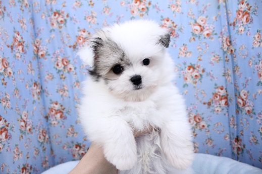 モコモコの化身?! ポメラニアン×マルチーズMIXの男のコ 2020.11/18撮影