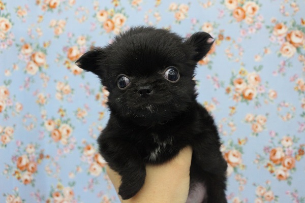 ほとんどチワワ！？ＭＩＸ（チワワ×ダックス）・男の子！