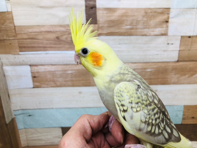 模様が綺麗ですの～(^^♪　オカメインコシナモンパイド ヒナ