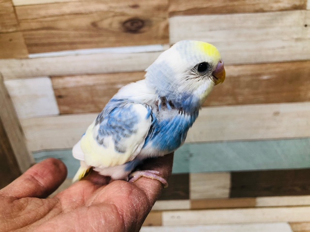 綺麗なカラー　セキセイインコ　パステルレインボーパイド　ヒナ