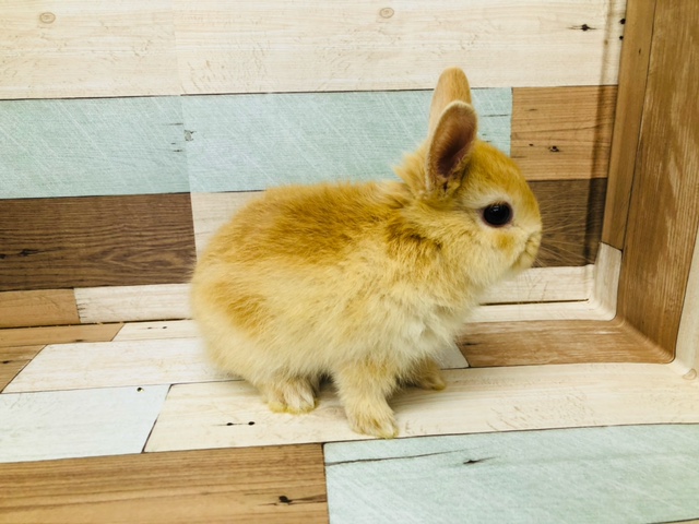 ちょっとビビリな　ネザーランドドワーフラビット　オレンジ　男の子