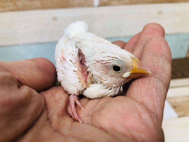 つぶらな瞳ちゃん　白文鳥　ヒナ　１羽入舎！！