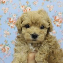 可愛さダントツ！ＭＩＸ（マルチーズ×トイプードル）・男の子！