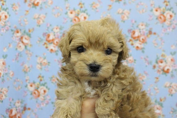 可愛さダントツ！ＭＩＸ（マルチーズ×トイプードル）・男の子！