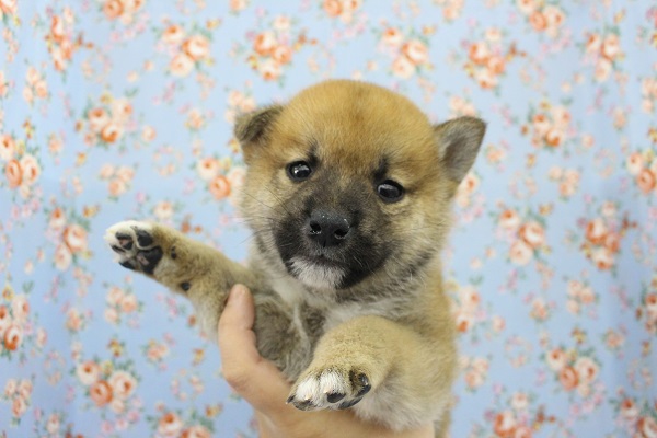 まんまるムチムチ！柴犬・男の子！