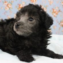 最新画像&動画あり!!可愛すぎてため息・・・トイプードル・男の子！