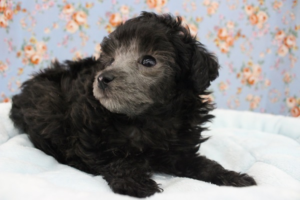 最新画像&動画あり!!可愛すぎてため息・・・トイプードル・男の子！