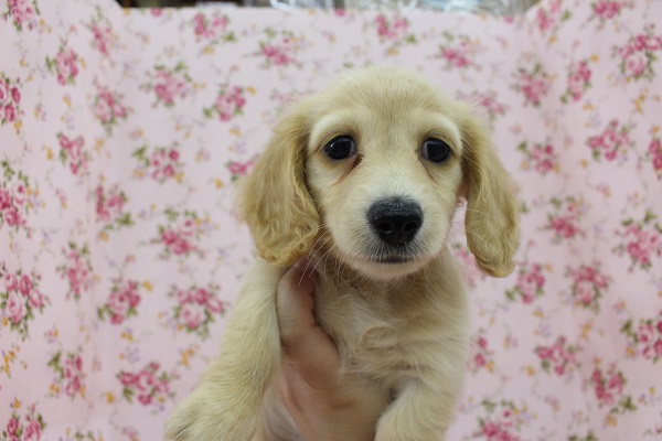 おてんばガール！ミニチュアダックス・女の子！