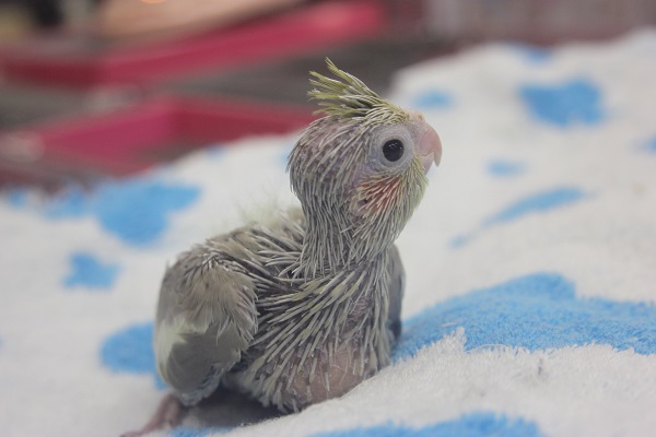 オカメインコ（シナモン）ヒナヒナ♪