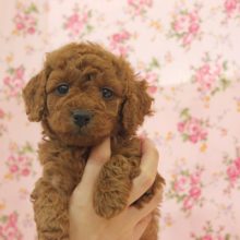 人気の女のコです！トイプードルちゃん♀