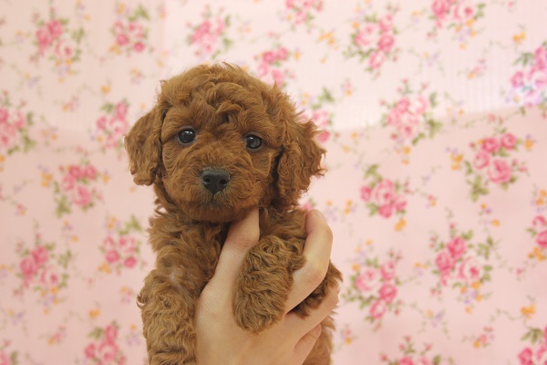 人気の女のコです！トイプードルちゃん♀