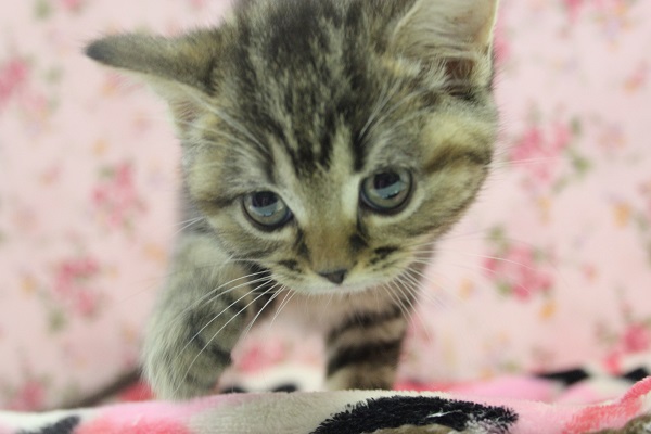 激かわです!!マンチカンちゃん　女のコ♀