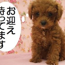 カワユサ爆発！人気のトイプー女のコです!!