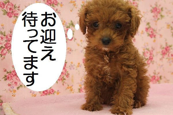 カワユサ爆発！人気のトイプー女のコです!!