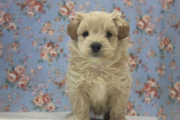 おっとりとしたマルプーくん♂入舎です★