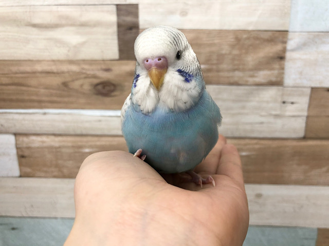 祝ヒナ餌卒業☆★ジャンボセキセイインコ(スパングル)