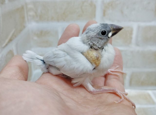 渋い！シルバー文鳥 2020年12月15日撮影