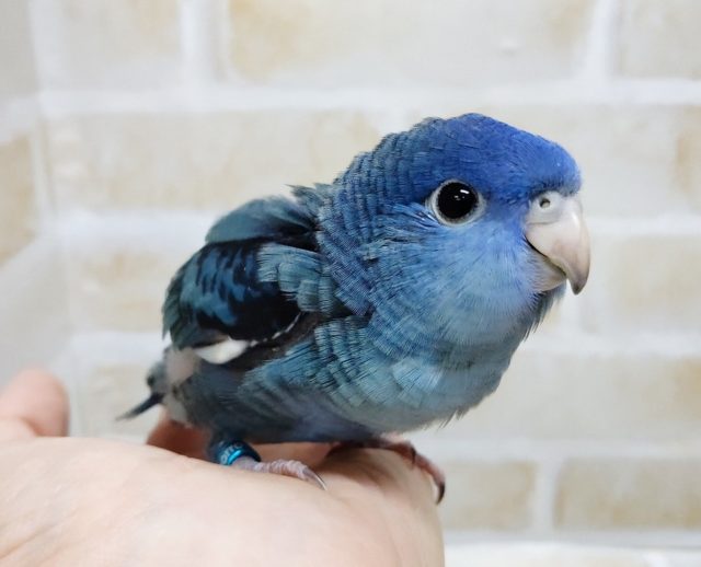 ディープブルー！！！　サザナミインコ☆コバルト 2020年12月20日撮影