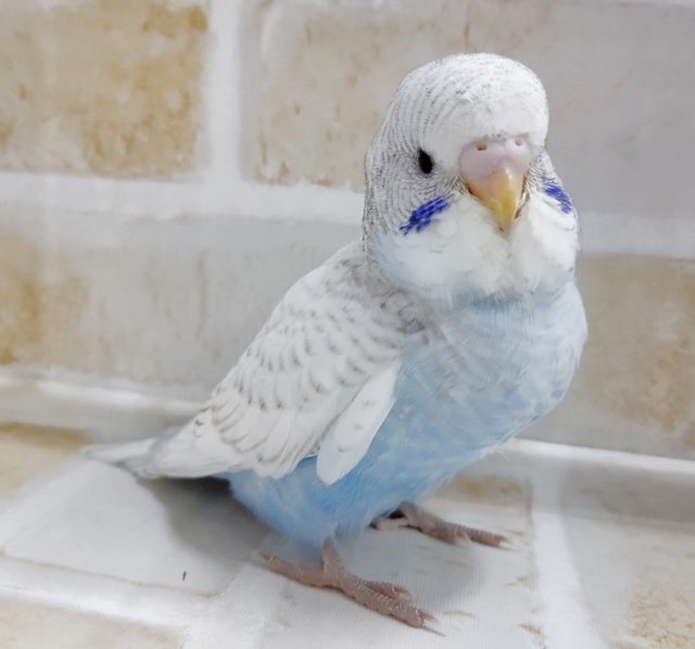 白い翼！　ホワイトウイング☆セキセイインコ 2020年12月16日撮影