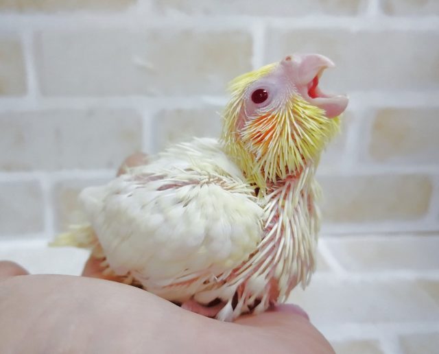 やっぱりルチノーでしょ！　オカメインコ☆ルチノー 2020年12月15日撮影