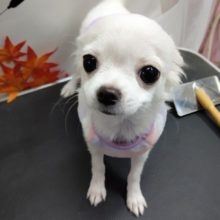 最新画像！シロクマみたいな？チワワ 女の子♪