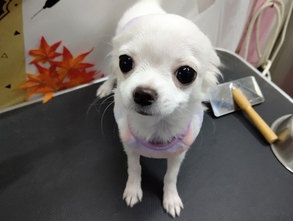 最新画像！シロクマみたいな？チワワ 女の子♪