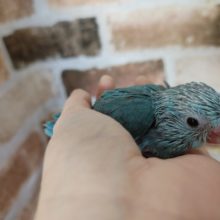 なでなで大好き！！マメルリハ　女の子♪