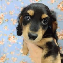 ミニチュアダックス 男の子♪