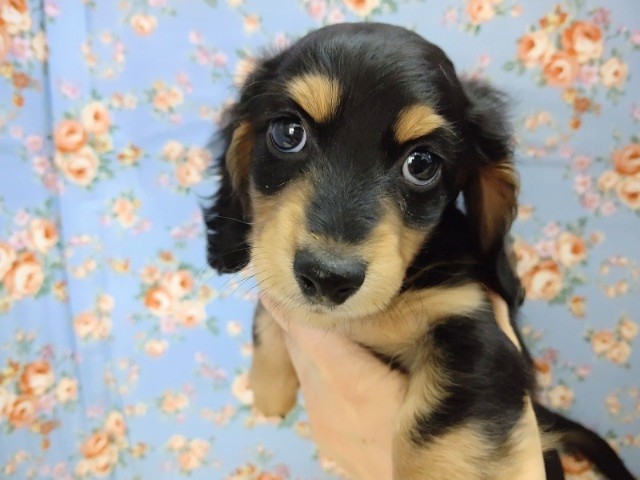 ミニチュアダックス 男の子♪