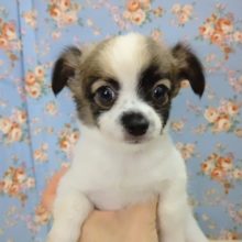 ロングコートチワワ 男の子♪