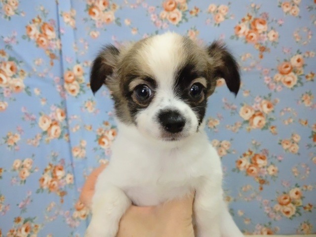 ロングコートチワワ 男の子♪