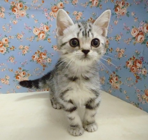 最新画像！アメリカンショートヘア 男の子♪