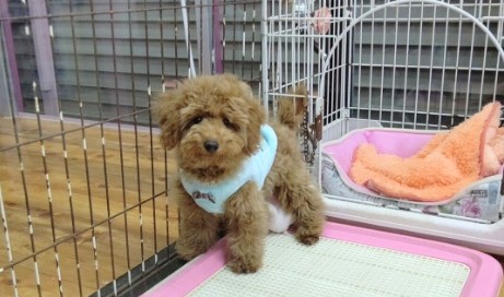 最新画像！ハイテンションな！トイプードル(レッド)男の子♪