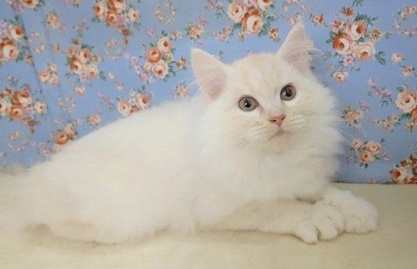 最新画像！ピンクのお鼻❤️ミヌエット 男の子 2020年08月30日生