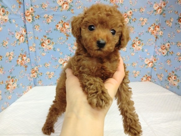 大人気！トイプードル(レッド) 男の子♪