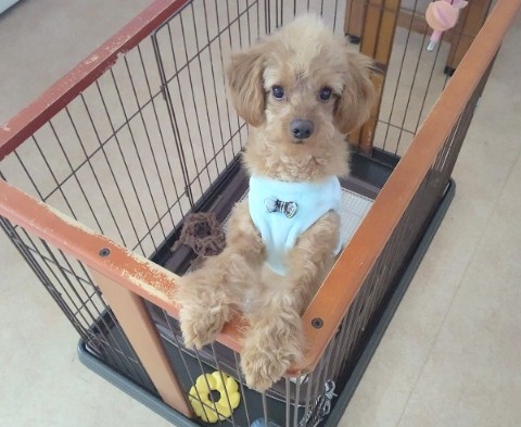 安心サイズ！トイプードル(レッド)男の子♪