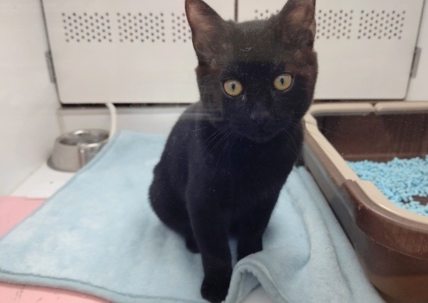 珍しい猫ちゃん！ボンベイ 男の子♪