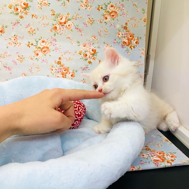 嬉しくてお腹出しちゃう💛マンチカンくん💛