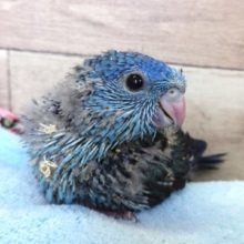 来ました！サザナミインコ　コバルトブルー　１２月２日
