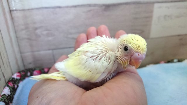 キレイなコです☆　セキセイインコ　クリーム　１２月２日